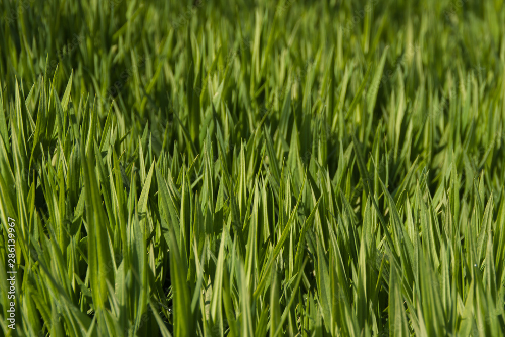 green herbal eco background. summer meadow is covered with bright green juicy fresh grass. authentic plant growing. garden landscaping. green herbal eco background. summer meadow is covered with bright green juicy fresh grass. authentic plant growing. garden landscaping.