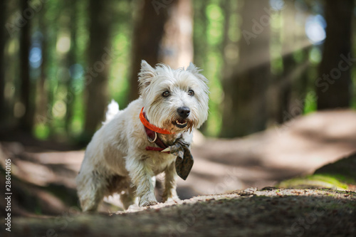 The West Highland Terrier