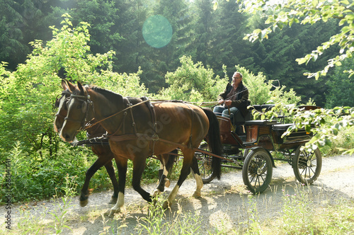 A 60 year old man drives a carriage with two horses ((Saxon Thuringian heavy warm blood).) The camera shows the side of the carriage in the back light with Lens Flare.