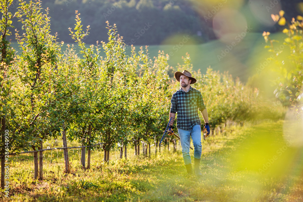 A mature farmer walking outdoors in orchard. Copy space. A mature farmer walking outdoors in orchard. Copy space.