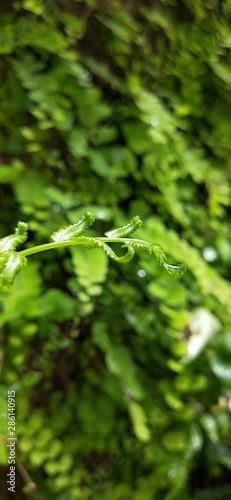 background of green leaves with waterdrop