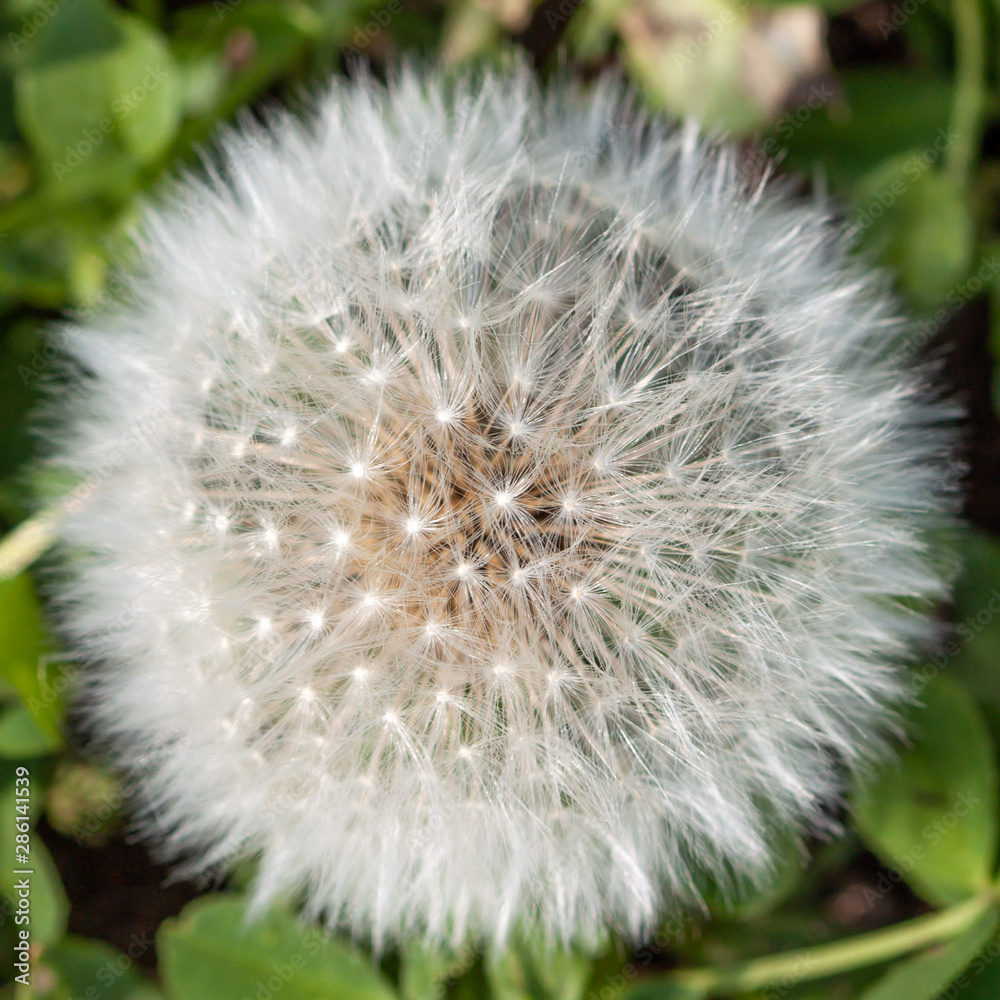 Fototapeta premium Dandelion on green background macro