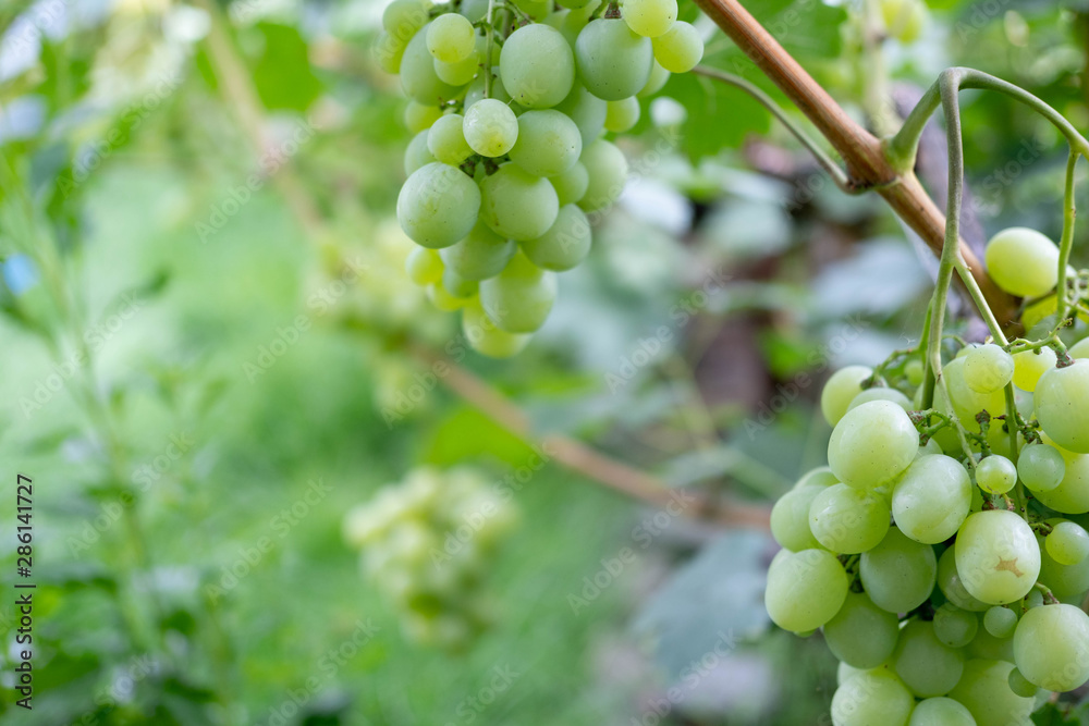 Ripe bunches of grapes on the vine. A bunch of grapes with a place for copy space. Winemaking and autumn grape harvest