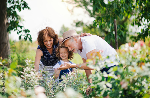 Bild auf Leinwand Senior grandparents and granddaughter gardening in the backyard garden