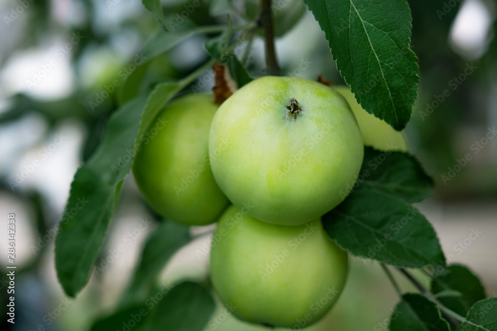 Fruits of green apples on tree branches close-up. Apples on the crests of a tree. Autumn fruit harvest in agriculture