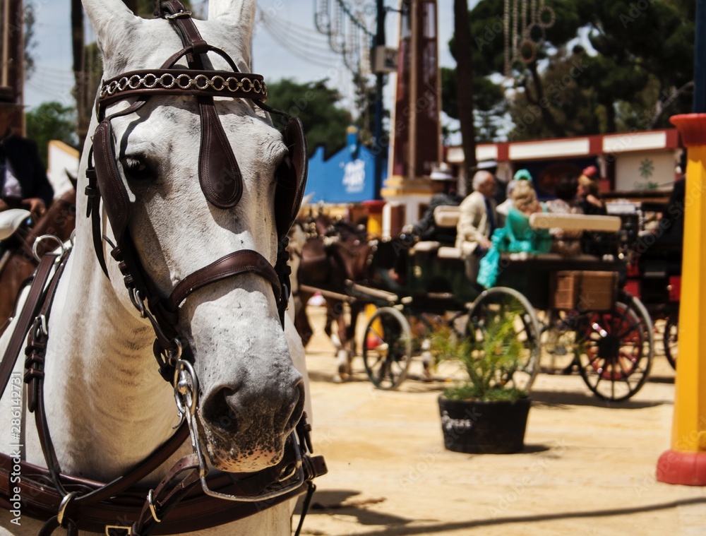 Andalusian horse in Feria del Caballo, Jerez de la Frontera (Cadiz, Spain)