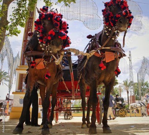 Two Andalusian horses and carriage in Feria del Caballo in Jerez de la Frontera (Cadiz, Spain)