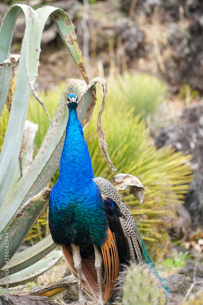 a blue head peacock standing near a true Aloe tree a blue head peacock standing near a true Aloe tree