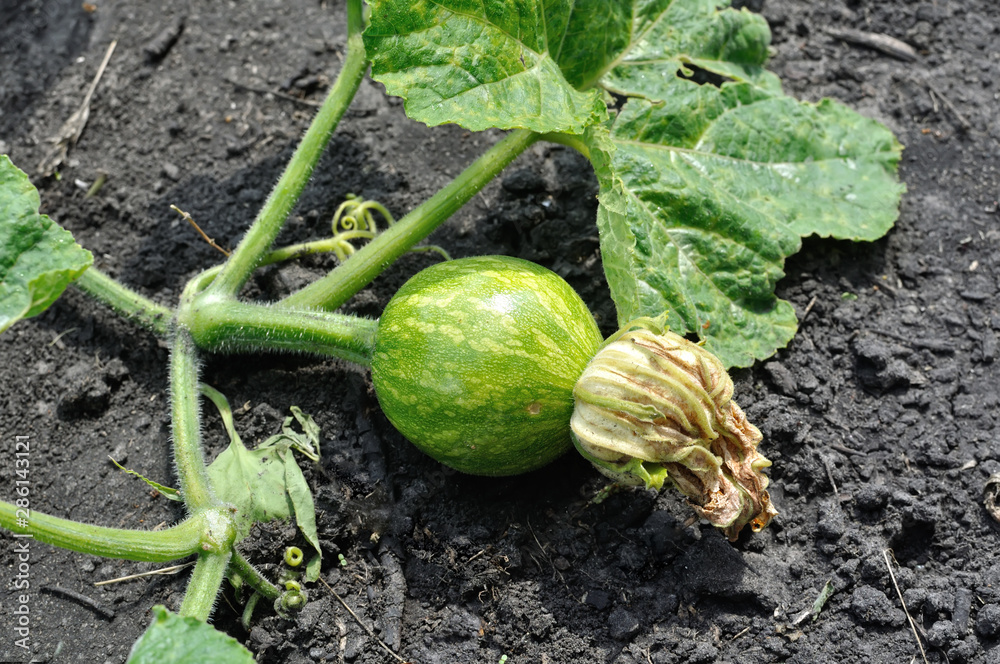 Young Pumpkin Plant