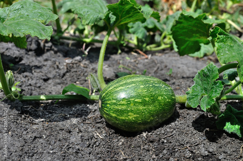 close-up of young pumpkin plant in the vegetable garden