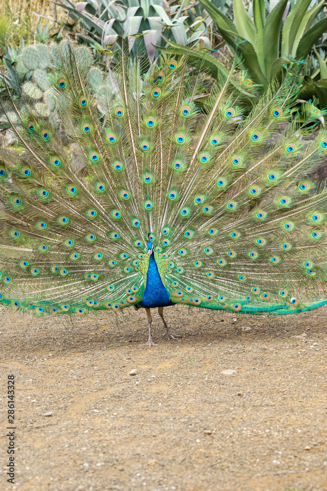 Obraz premium Beautiful male green Peafowl during fanninf his beautiful blossomed tail