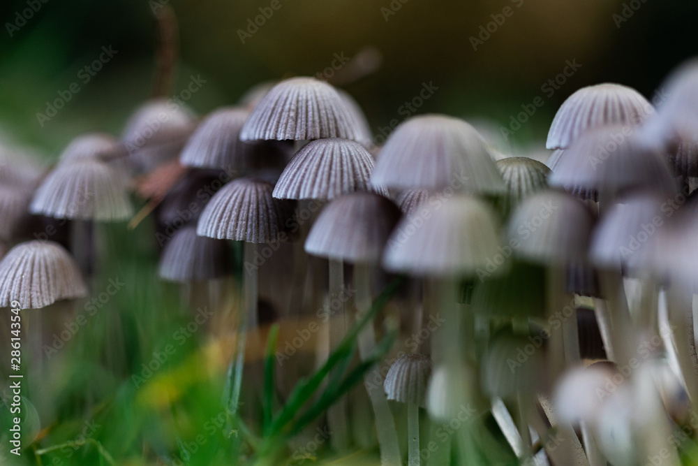 Fototapeta premium mushroom in the forest