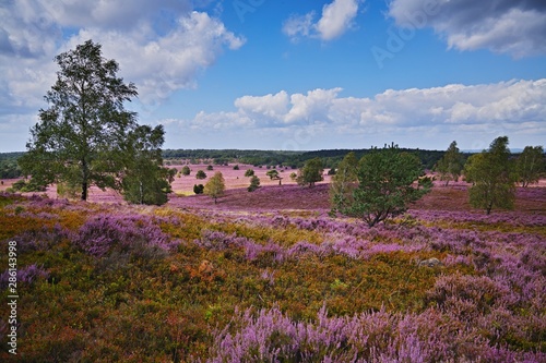 Lüneburger Heide - Heidelandschaft