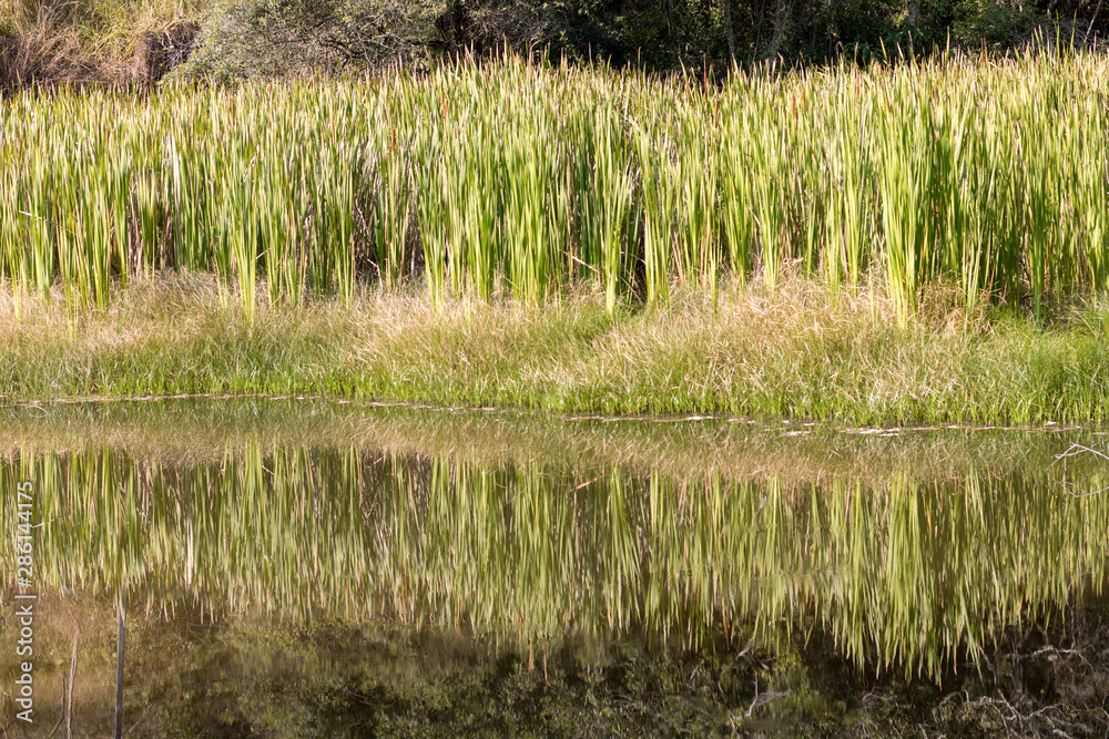 View of freshwater swamp with plants growing in pond in the middle of a rainforest. Reflection in the water forming mirror. View of freshwater swamp with plants growing in pond in the middle of a rainforest. Reflection in the water forming mirror.