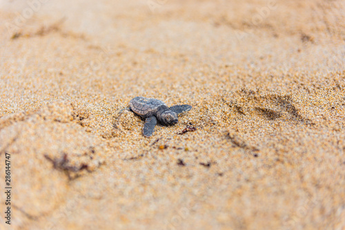 Baby loggerhead sea turtle on Palm Beach island Florida © Kevin