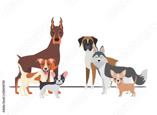 set of adorable dogs on white background