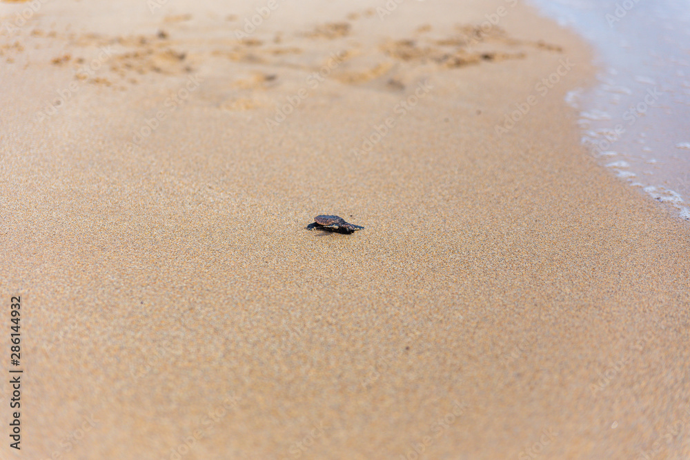 Baby loggerhead sea turtle on Palm Beach island Florida Baby loggerhead sea turtle on Palm Beach island Florida