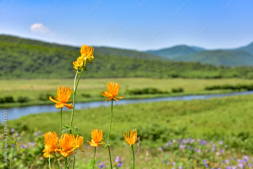 Landscape with Flowers Globeflower Landscape with Flowers Globeflower