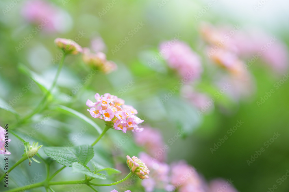 Pink Hedge Lantana flower at outdoor Pink Hedge Lantana flower at outdoor