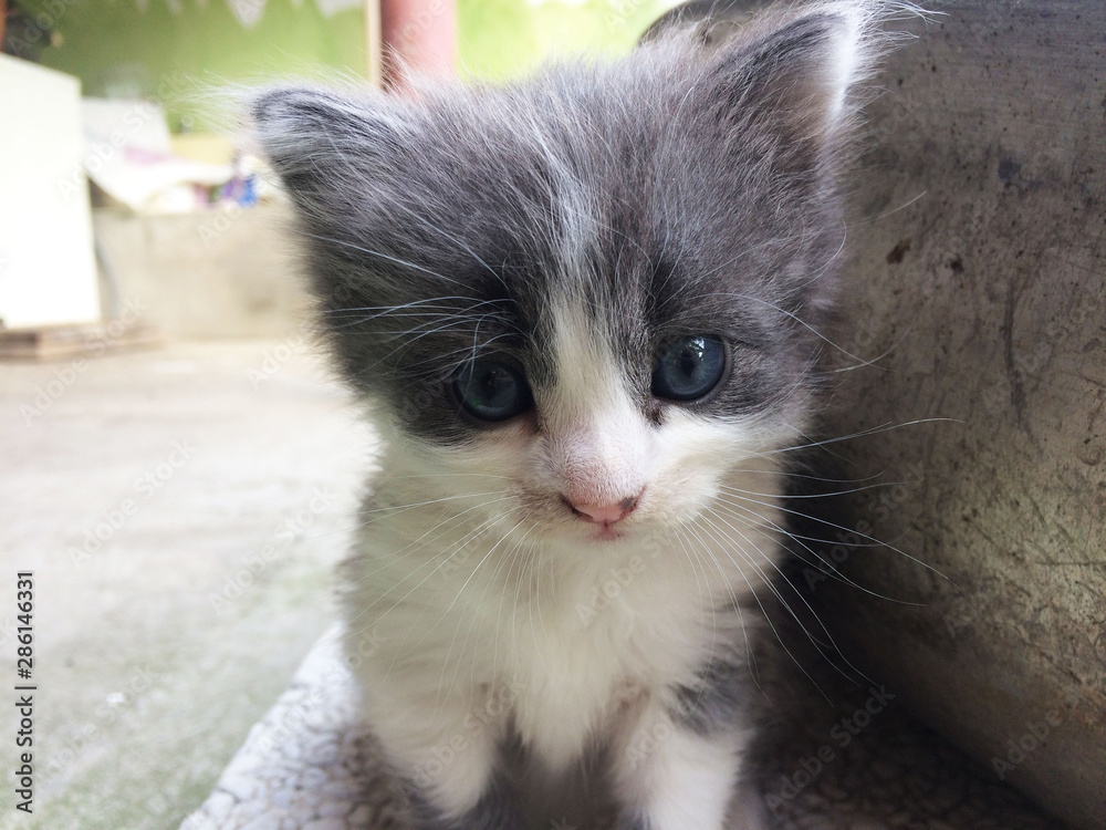  little kitten in the yard. close-up muzzle