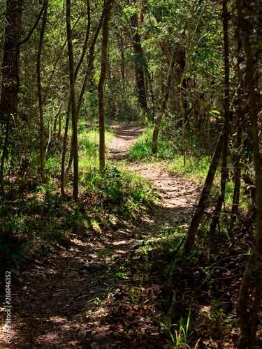 Path in the Woods in Sun Light