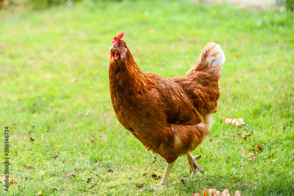 Fototapeta premium lustige braune Henne auf der Wiese 