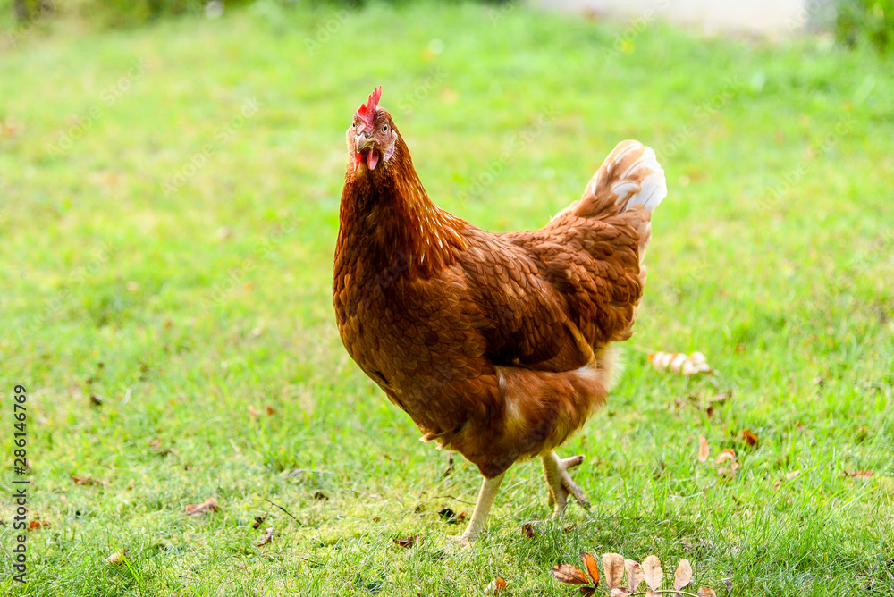 Fototapeta premium glückliche Hühner im Garten