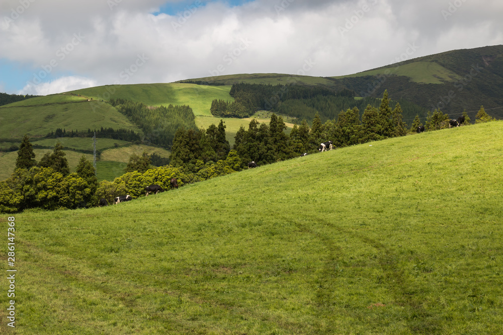 Fileds and meadows at Sao Miguel, Azores