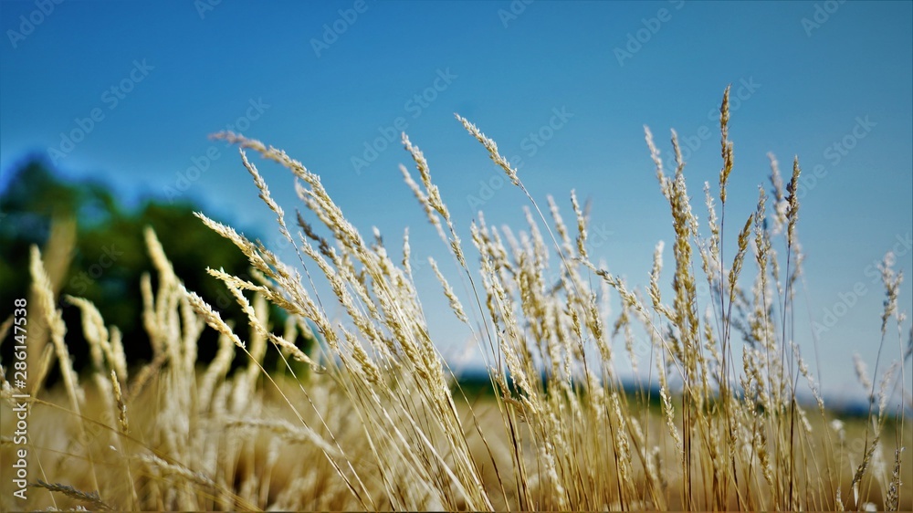 Fototapeta premium field