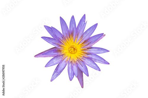 Purple blooming Islamorada lotus Isolated on white background with clipping path