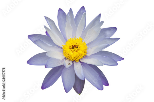 Light purple blooming lotus isolated on white background