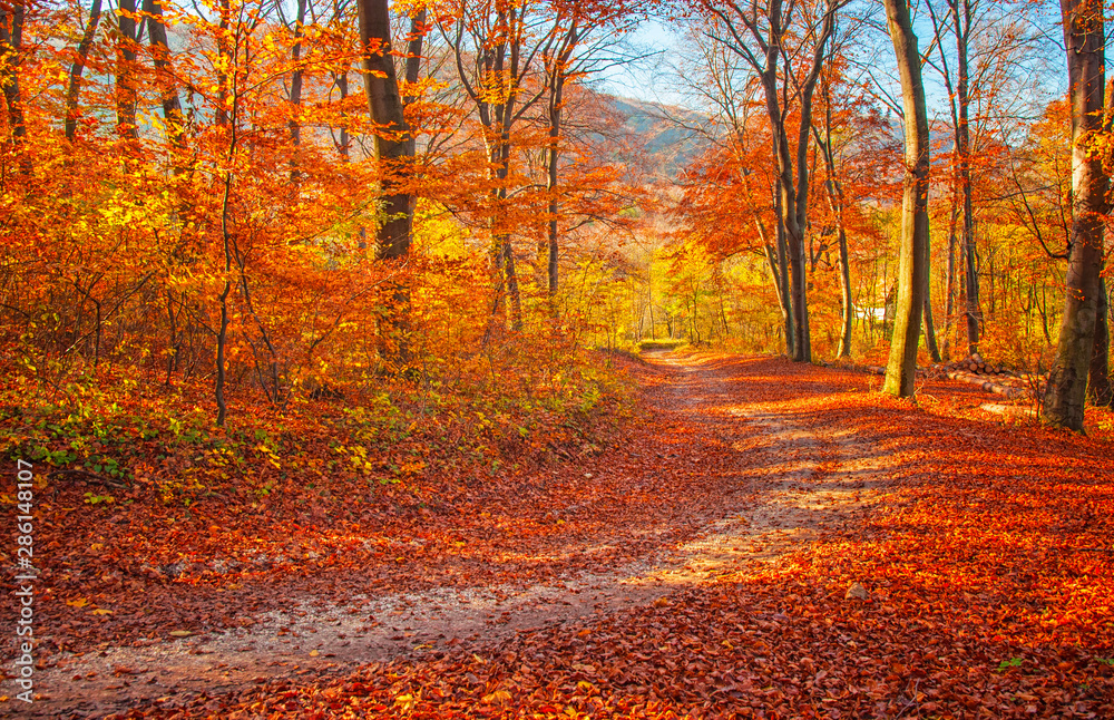Pathway in the forest at autumn Pathway in the forest at autumn