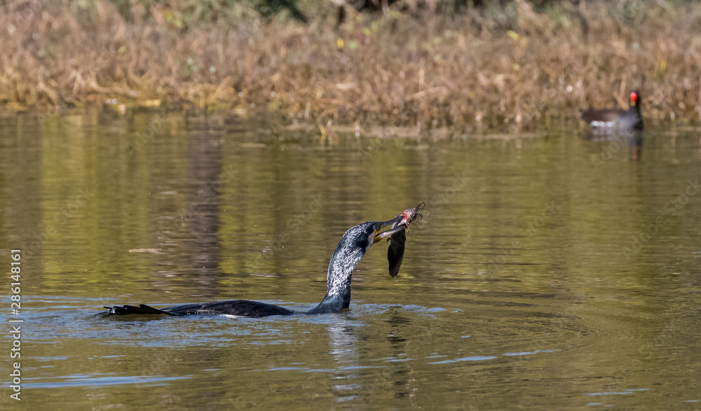 Great Cormorant with big fish catch to eat at Keoladeo Bird Sanctuary