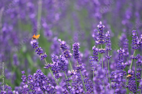 Orange butterfly lavender