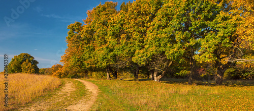 Fototapeta Naklejka Na Ścianę i Meble -  Pathway in the forest at autumn