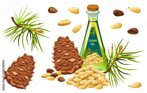 Set cedar oil, seed and needles. Isolated vector illustration on white background.