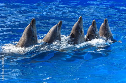 Trained dolphins in dolphinariums. show with dolphins.