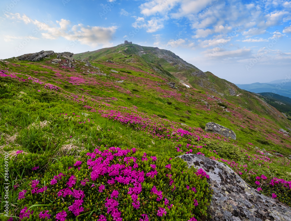 Fototapeta premium Pink rose rhododendron flowers on summer mountain slope