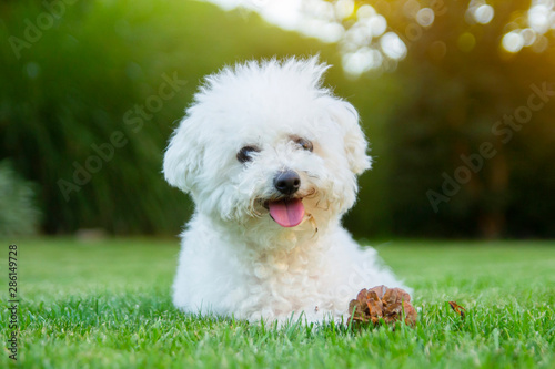 Fotografering Bichon Frise dog lying on the grass with its tongue out