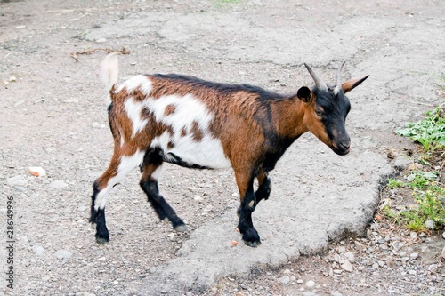 portrait of goat redhead black