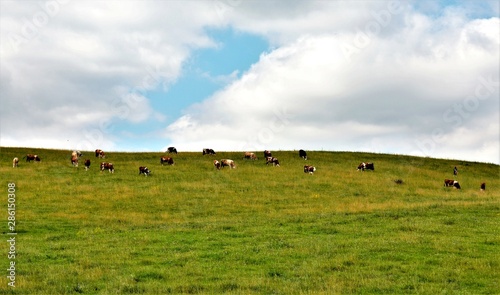 a field with grass and trees