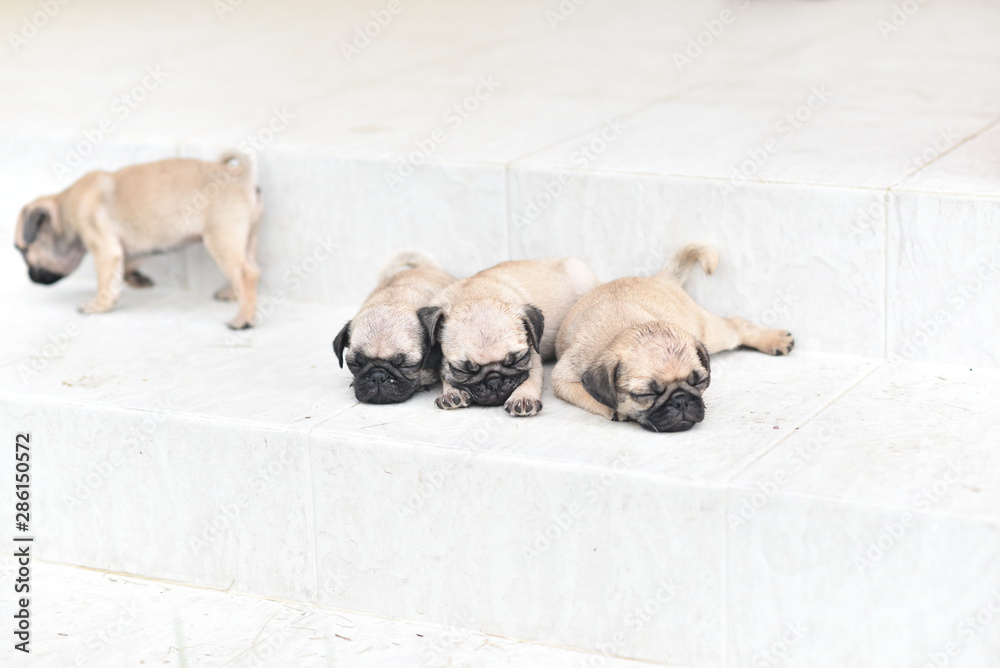 Cute puppy brown Pug sleeping in front of house after eat feed Cute puppy brown Pug sleeping in front of house after eat feed