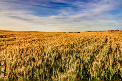 Farmland landscapes in the Alberta countryside © Torval Mork