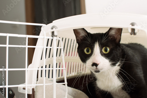 Black cat inside of portable basket for pets travel cage. © Sandra