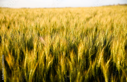 Close up of wheat in the Alberta countryside