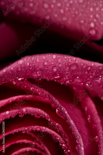 Pink Rose
