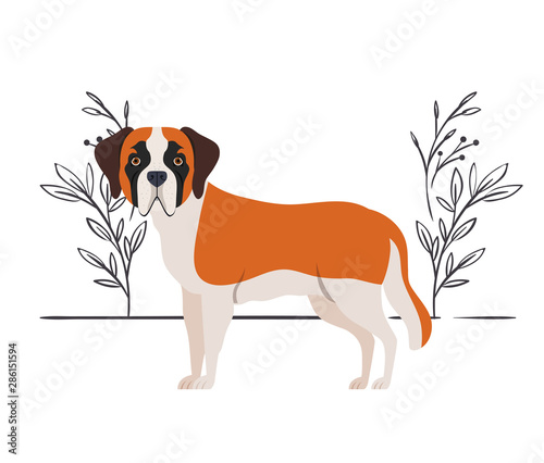 cute san bernardo dog on white background