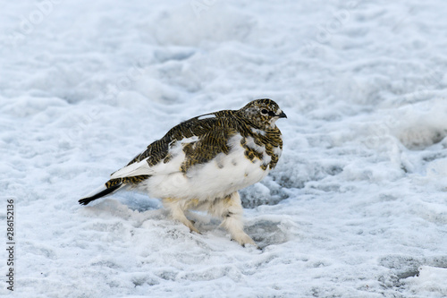 Lagopède alpin, femelle, .Lagopus muta, Rock Ptarmigan