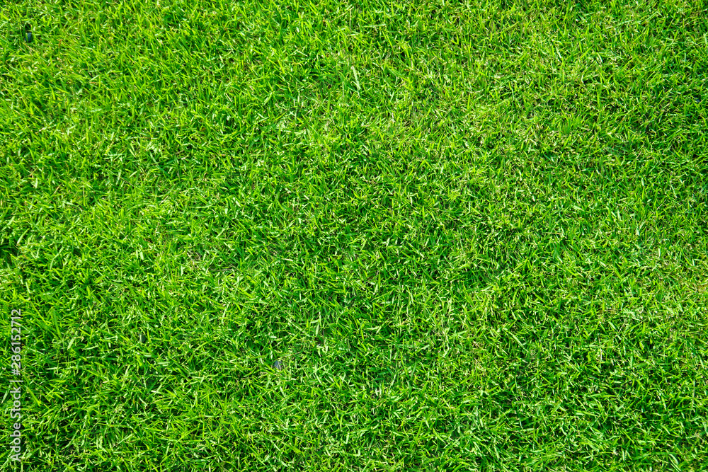 Obraz premium green grass top view background texture concept.