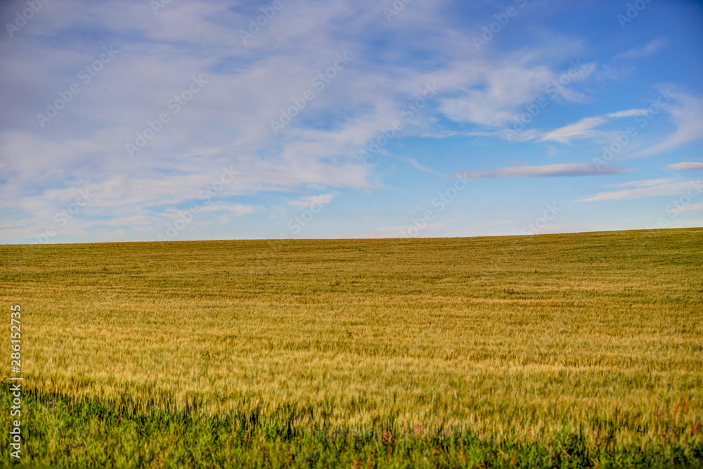 Farmland landscapes in the Alberta countryside